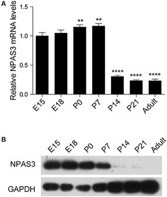 Npas3 regulates stemness maintenance of radial glial cells and neuronal migration in the developing mouse cerebral cortex